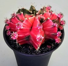  Sehr schöner Gymnocalycium