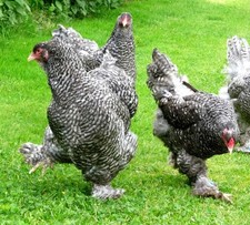 10 (keine) Bruteier Brahma