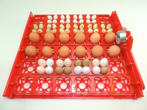 Wendehorde für inkubator - für,