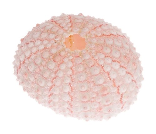 Nadeco seeigel gehäuse rosa - gehäuse,
