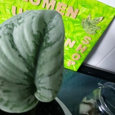 Scindapsus pictus Efeutute