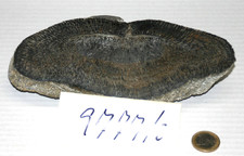 Stromatolithe aus der Region