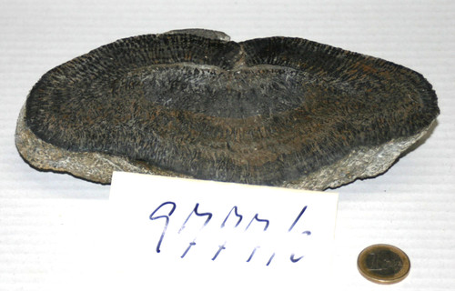 Stromatolithe aus der region - aus,