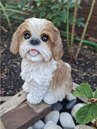 Shih tzu hund - shih,