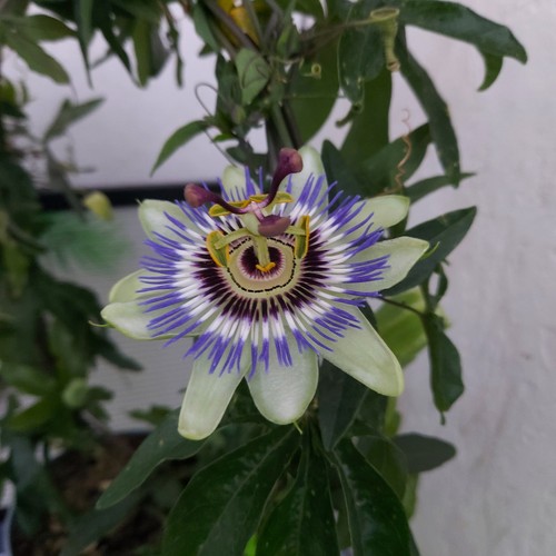 Passionsblume rank bogen - am,