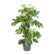 Monstera Rhaphidophora