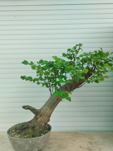 Bonsai carpinus betulus - carpinus, betulus,