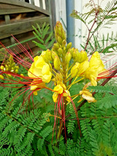 15 Samen  Paradiesvogelbusch - Caesalpinia gilliesii - exotisch - Ernte 2025!