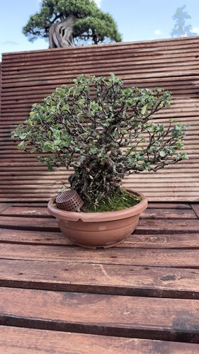 Bonsai eingetopft flacher - bonsai,