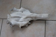 Hirschschädel Aluschädel