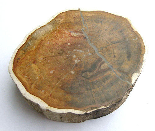 Versteinertes holz mangrove - holz,