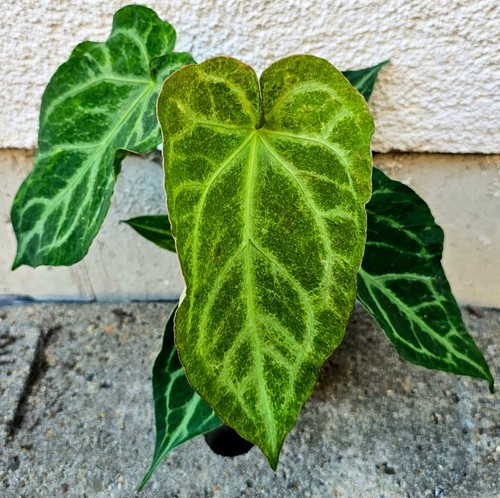 Schöne große anthurium - schöne,