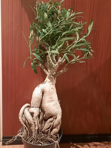 Pachypodium succulentum xxl - pachypodium,
