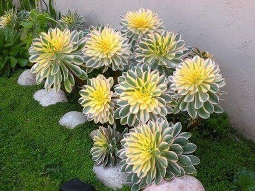 Sale2292 aeonium copper - aeonium,