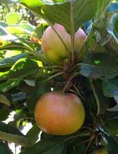 Säulenapfel 'McIntosh'