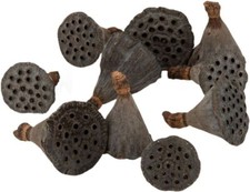 NaDeco Lotos Kolben,  10 St. ca. 3cm |Lotoskolben |Lotos getrocknet |  Naturdeko