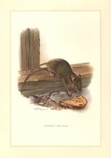 Hausmaus  Mus musculus   Nager  Maus    Farbdruck 1958 Zoologie 