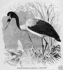 SATTELSTORCH STORCH Holzstich 1891 Vogel