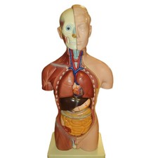 Männlicher Torso - 11 Teile - Anatomiemodell aus PVC - Neuwertig