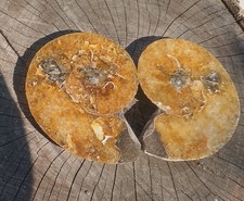 Ammonitenpaar,geschliffen,Mada