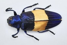 Buprestidae, Chrysochroa castelnaudi castelnaudi, Malaysia, A1-, 42 mm, #BP343