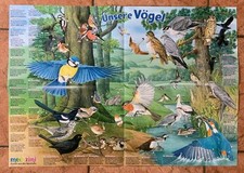 Wissensposter von Medizini