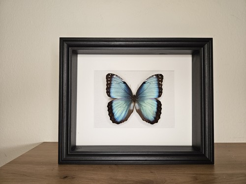 Morpho helenor carilensis - helenor,