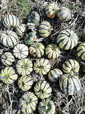 15 x Samen von Gorgonzola Kürbis, Mikrowellenkürbis, Speisekürbis,sehr dekorativ