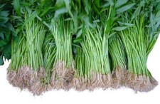 Wasserspinat -Ipomoea