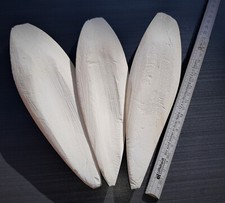 3 Sepiaschalen XL, ca. 20 - 25