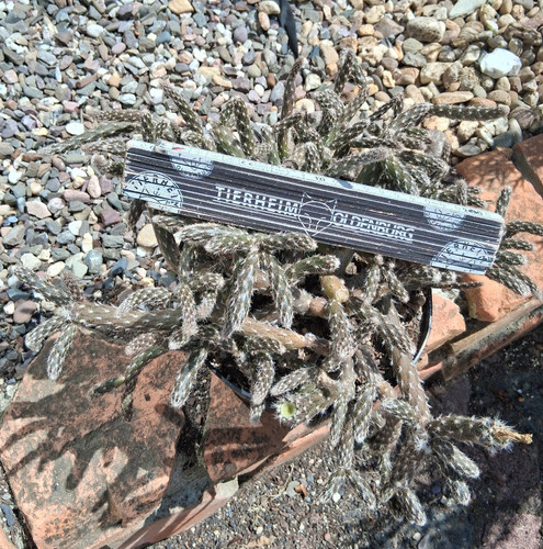 Pterocactus tuberosus - , xl