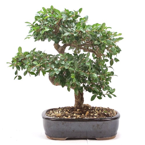 Bonsai chinesische ulme - chinesische,