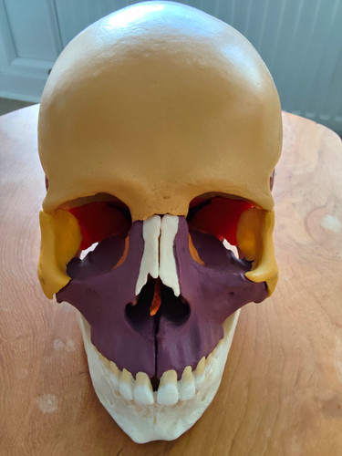 Anatomisches schädelmodell - anatomisches,