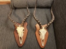 Antilopen Geweih Impala 2