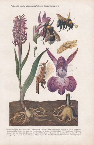 Chromo lithografie 1913 - chromo-lithografie,