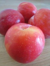 Pflaumenbaum 'Fortune'   rote