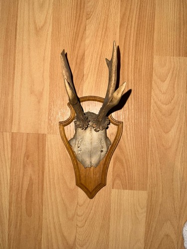 Rehbock geweih auf holzschild - geweih,