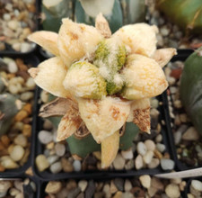 Astrophytum, RARITÄT