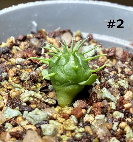 Euphorbia meloformis