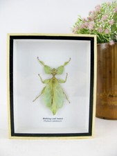 Ein echtes exotisches Insekt -