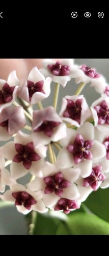 Hoya obovata splash frisch - hoya,