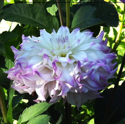 Dahlien - @,