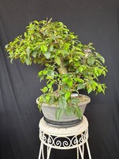 Apfel Bonsai Prebonsai Rohling Rohware 113