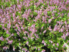 Kleine Rotala - Rotala indica