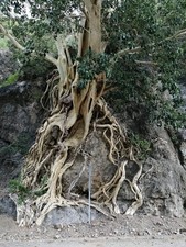 100+ Ficus Petiolaris Seeds