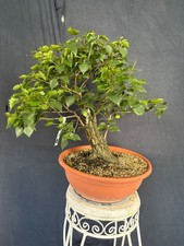 Birke Bonsai Prebonsai Rohling Rohware 187