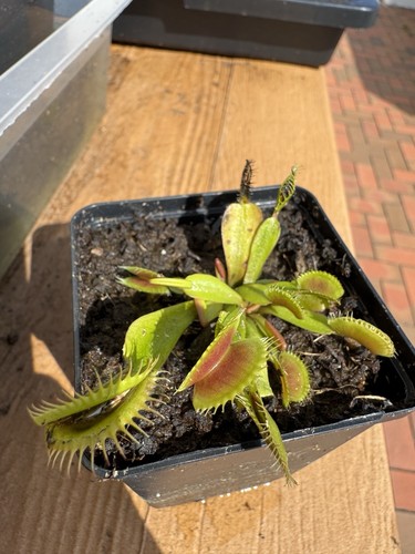 Dionaea muscipula fts - dionaea, flaming