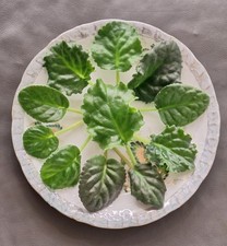 11 Blätter Usambaraveilchen