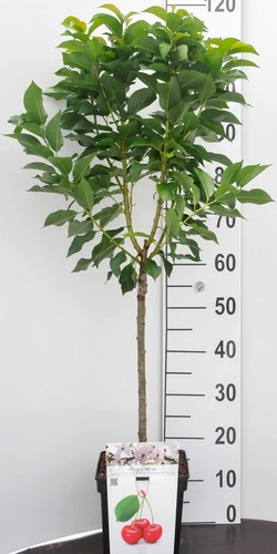 Mini obstbaum kirschbaum - mini,