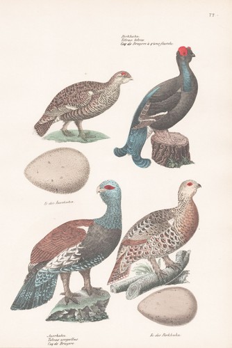 Birkhahn auerhahn tetrao - birkhahn,